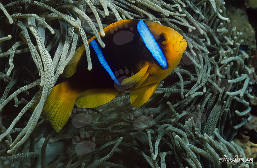 Rotmeer-Anemonenfisch