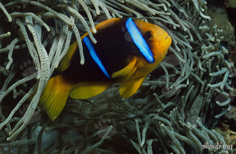 Pesce pagliaccio dalle pinne arancioni e anemone nelle acque di Beqa Lagoon, Figi