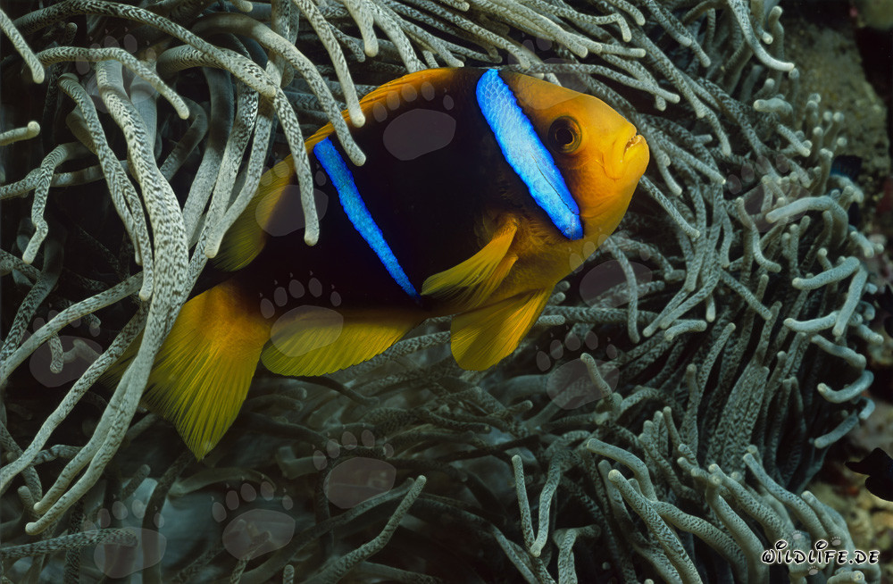 Pez payaso de aletas naranjas y anémona en las aguas de Beqa Lagoon, Fiyi