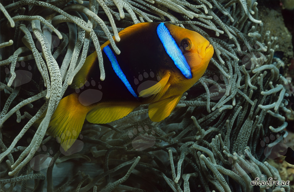 Poisson-clown à nageoires orange et anémone dans les eaux de Beqa Lagoon, Fidji
