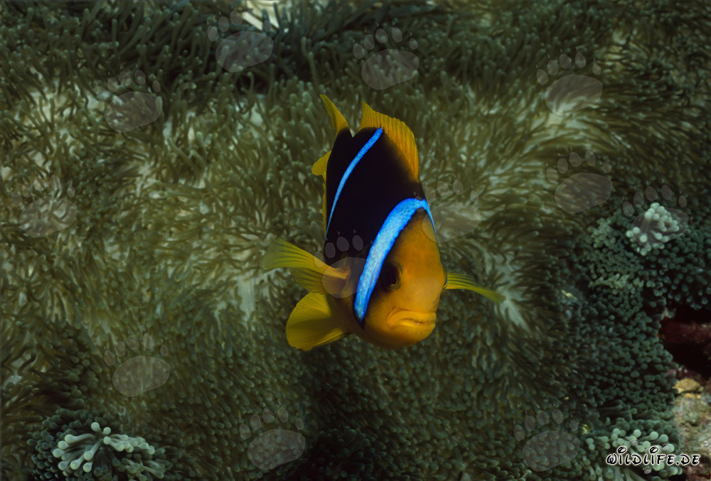 Orange-Fin Anemonefish swimming in front of stunning anemone