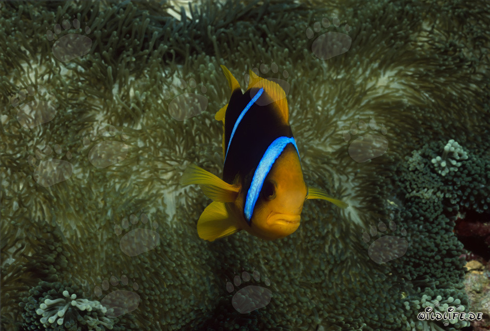 Rotmeer-Anemonenfisch