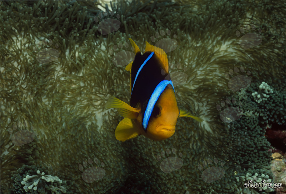 Poisson-clown à nageoires oranges nageant devant une anémone magnifique