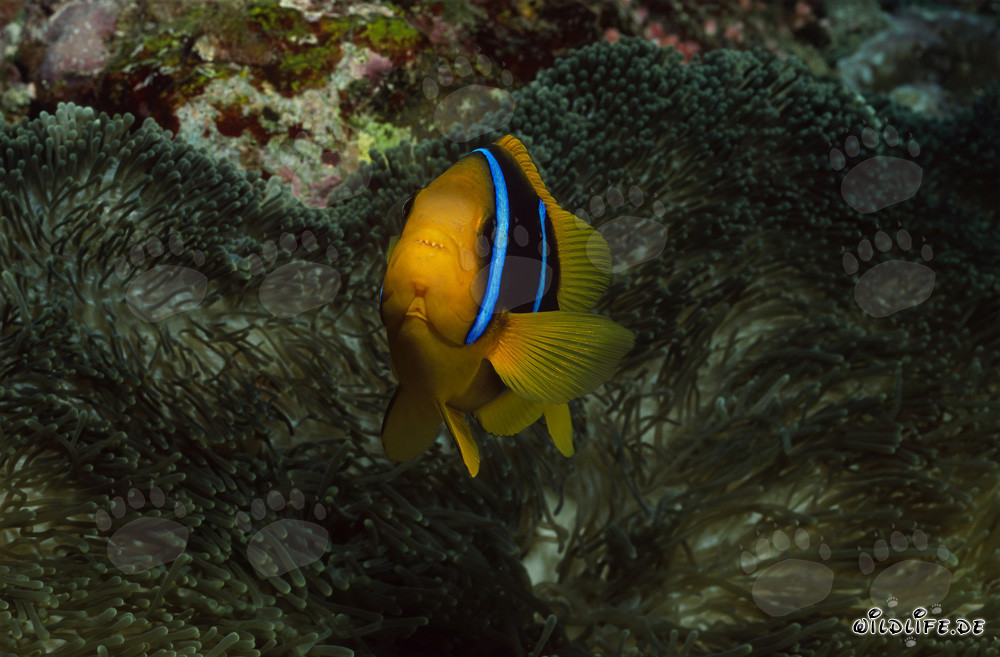 Orange-Fin Anemonefish Defending its Anemone
