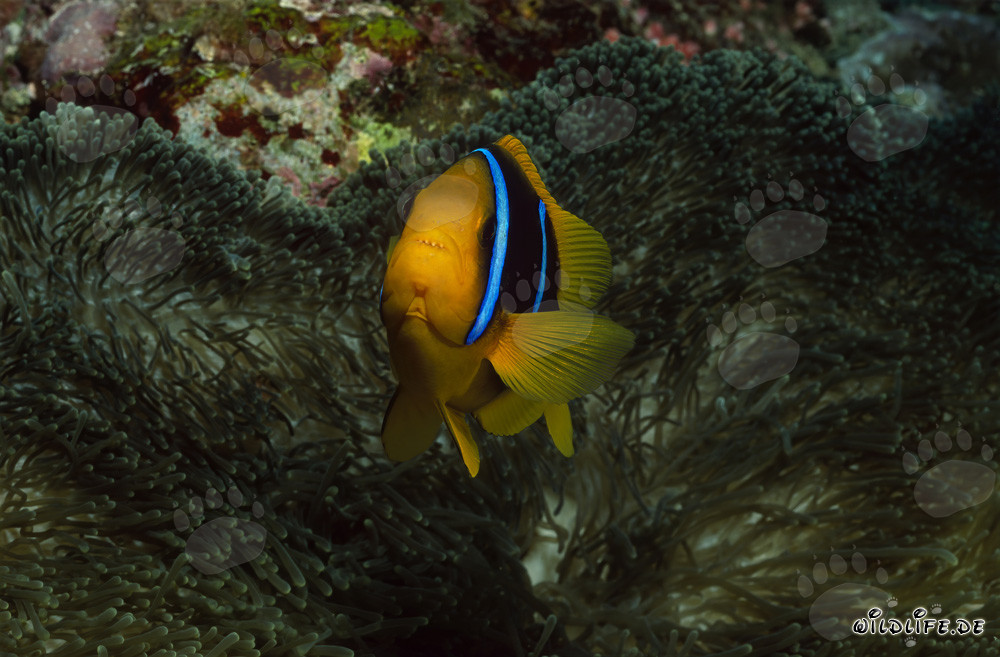 Rotmeer-Anemonenfisch