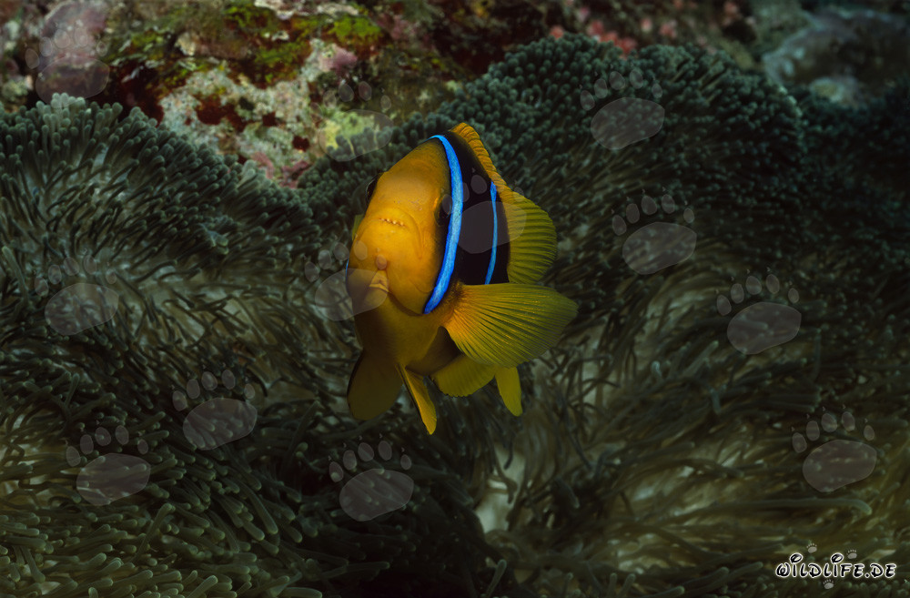 Pesce pagliaccio a pinne arancioni che difende la sua anemone