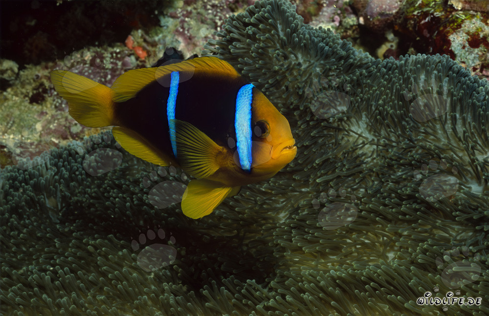 Orange-Fin Anemonefish in front of vibrant anemone in Fiji Reef