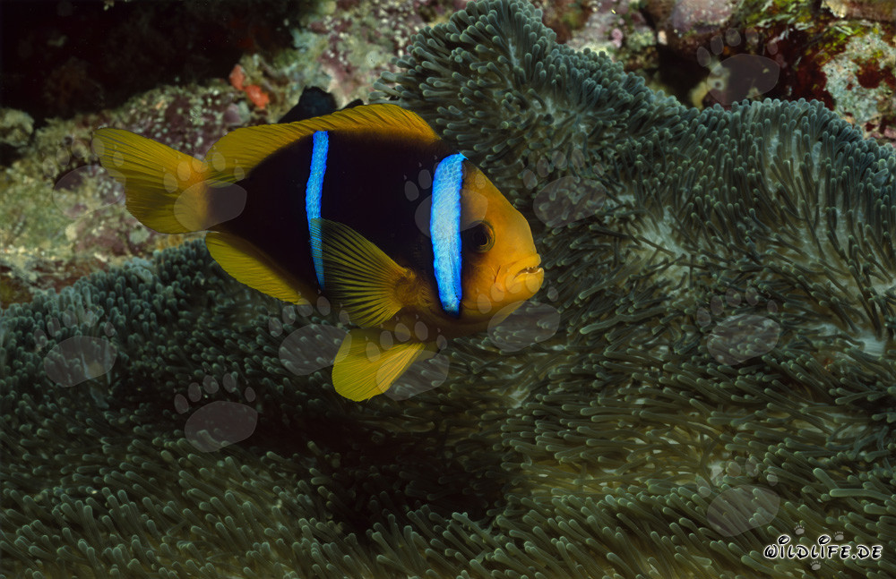 Rotmeer-Anemonenfisch
