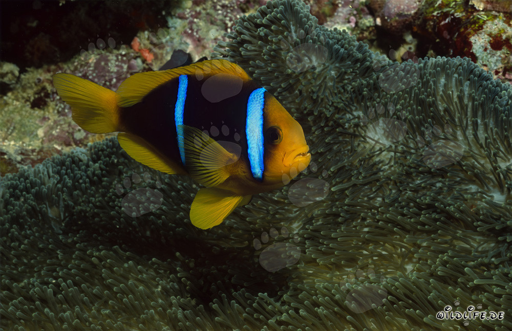 Pesce pagliaccio a pinne arancioni di fronte a una magnifica anemone nella barriera corallina di Fiji