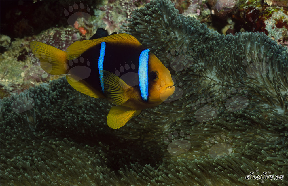Poisson-clown à nageoires orange devant une magnifique anémone dans le récif de Fiji
