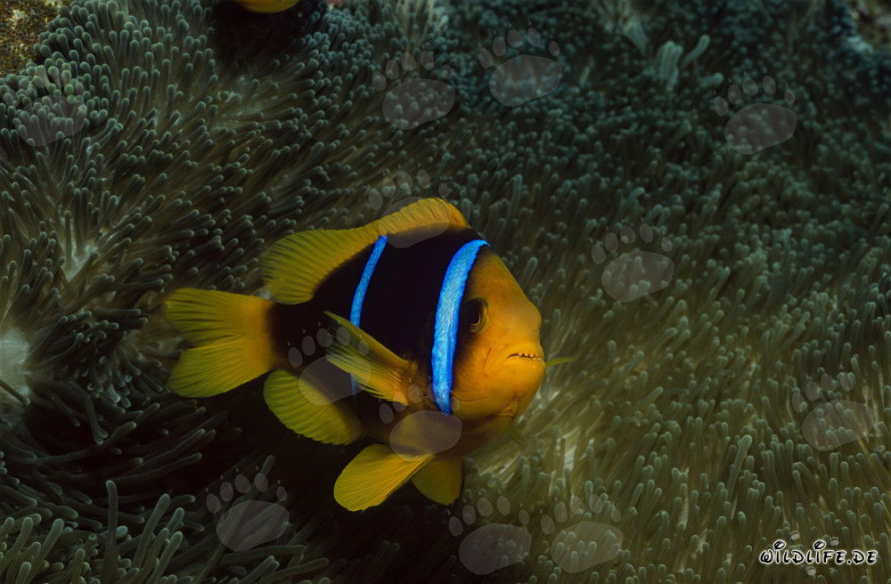 Orange-Fin Anemonefish guarding its anemone in Beqa Lagoon, Fiji