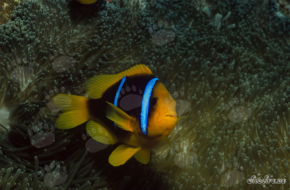 Rotmeer-Anemonenfisch