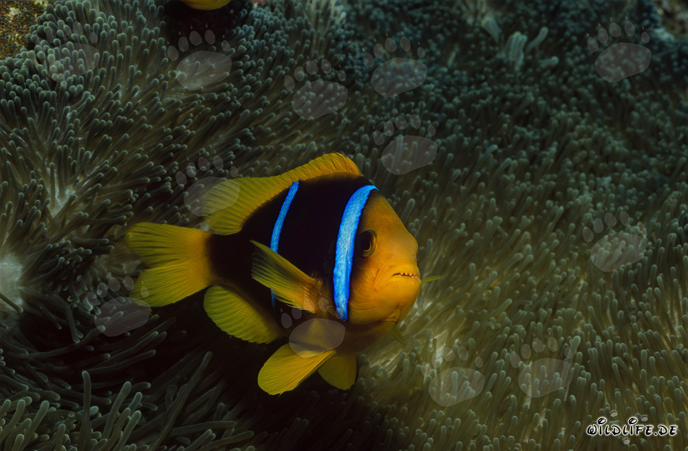 Pesce pagliaccio dalle pinne arancioni che protegge la sua anemone nel laguna di Beqa, Figi
