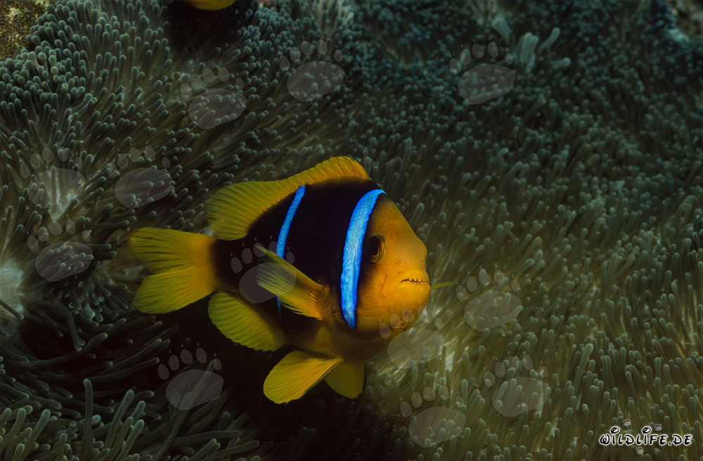 Poisson-clown à nageoires orange protégeant son anémone dans le lagon de Beqa, Fidji