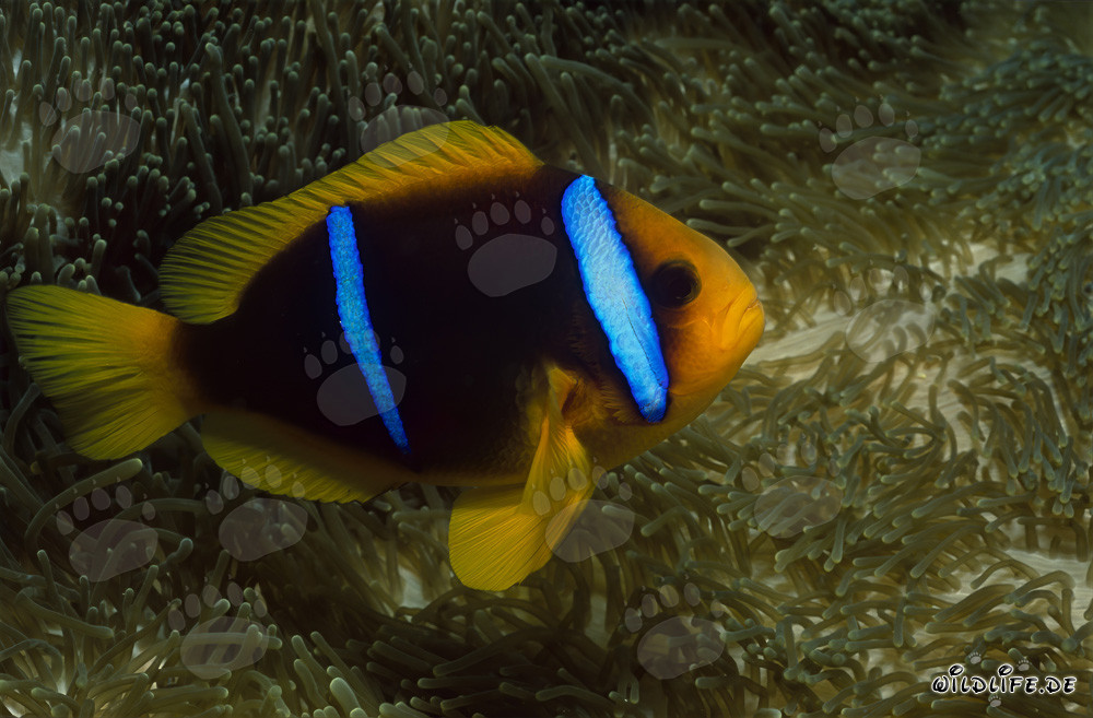 Orange-Fin Anemonefish (Amphiprion chrysopterus)