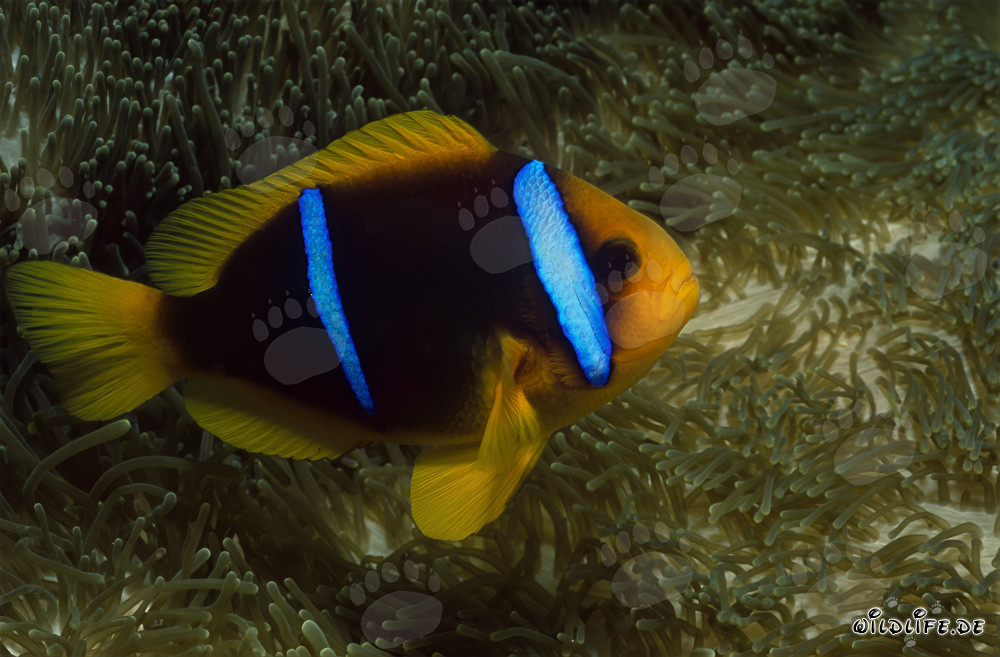 Rotmeer-Anemonenfisch