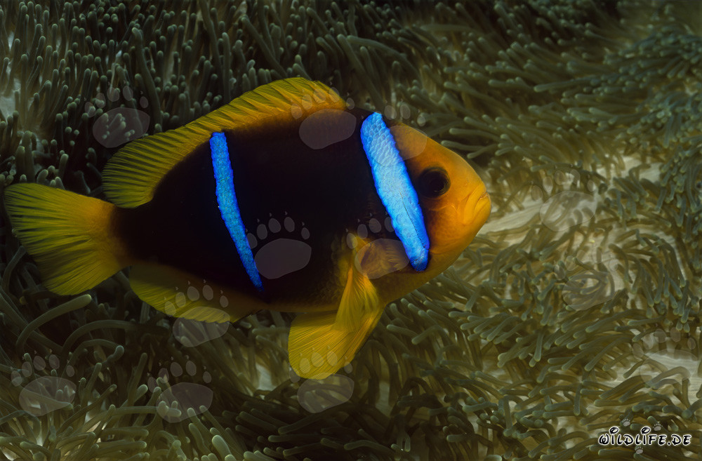 Pesce pagliaccio a pinne arancioni pattuglia davanti alla sua anemone