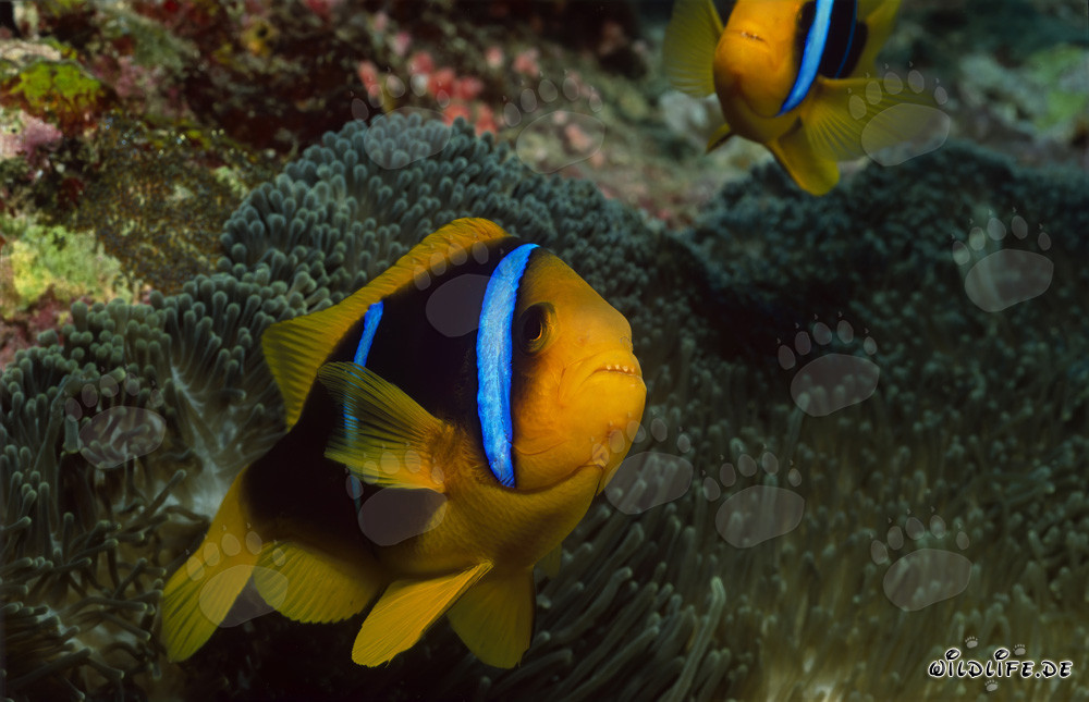 Orange-Fin Anemonefish in striking defense stance