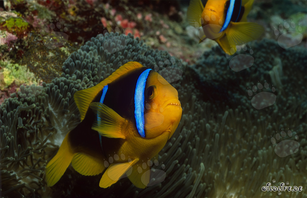 Rotmeer-Anemonenfisch