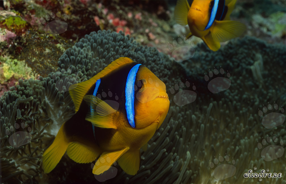 Pesce pagliaccio dalle pinne arancioni in posizione difensiva impressionante