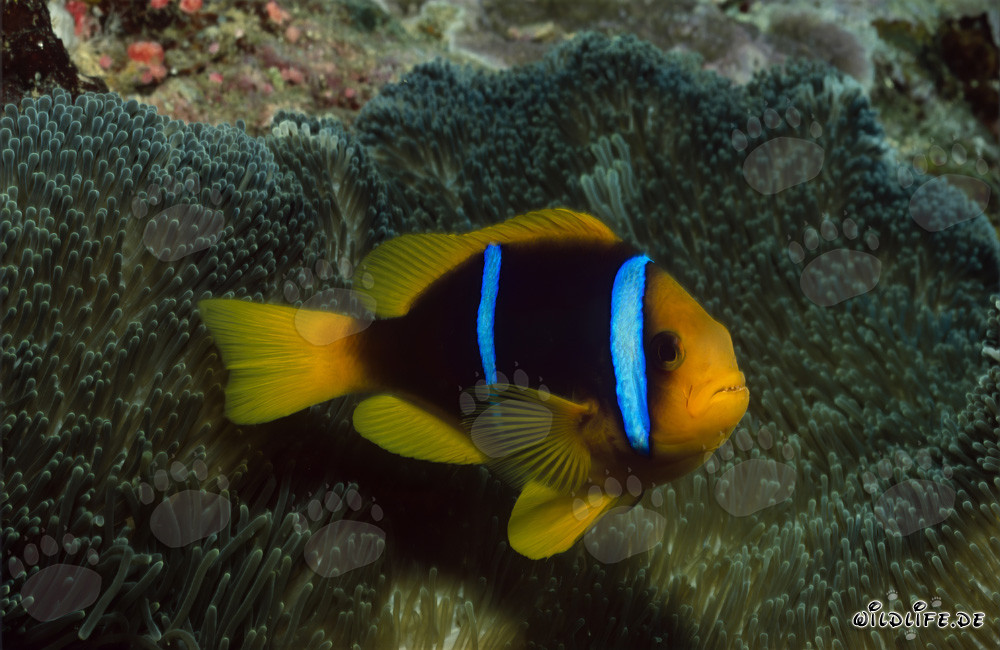 Orange-Fin Anemonefish (Amphiprion chrysopterus)