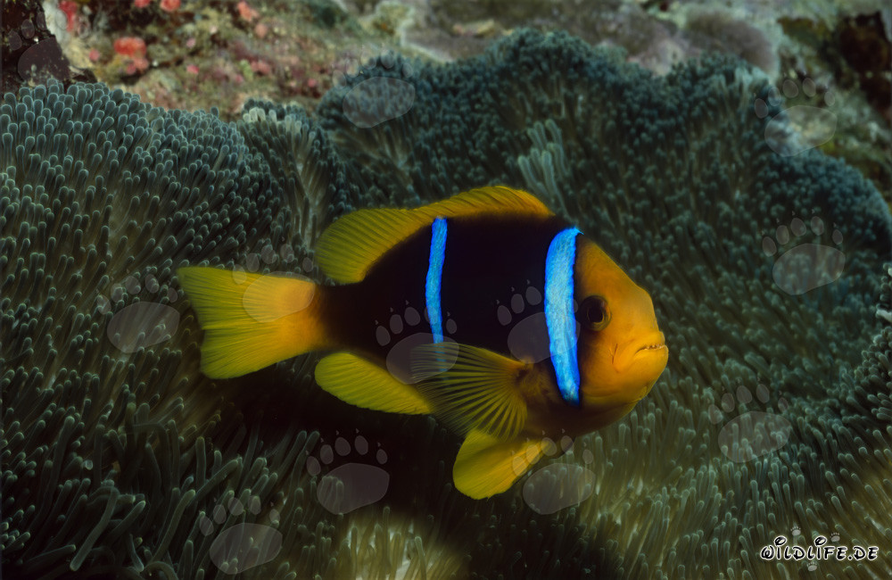 Rotmeer-Anemonenfisch