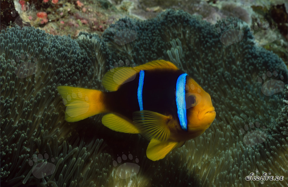 Pesce pagliaccio a pinne arancioni pattuglia davanti all'anemone