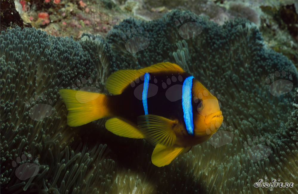 Poisson-clown à nageoires orange patrouille devant l'anémone