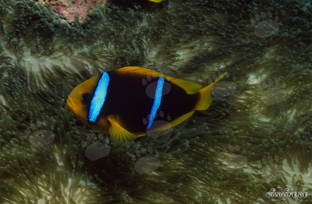 Orange-Fin Anemonefish in front of colorful anemone in the Pacific
