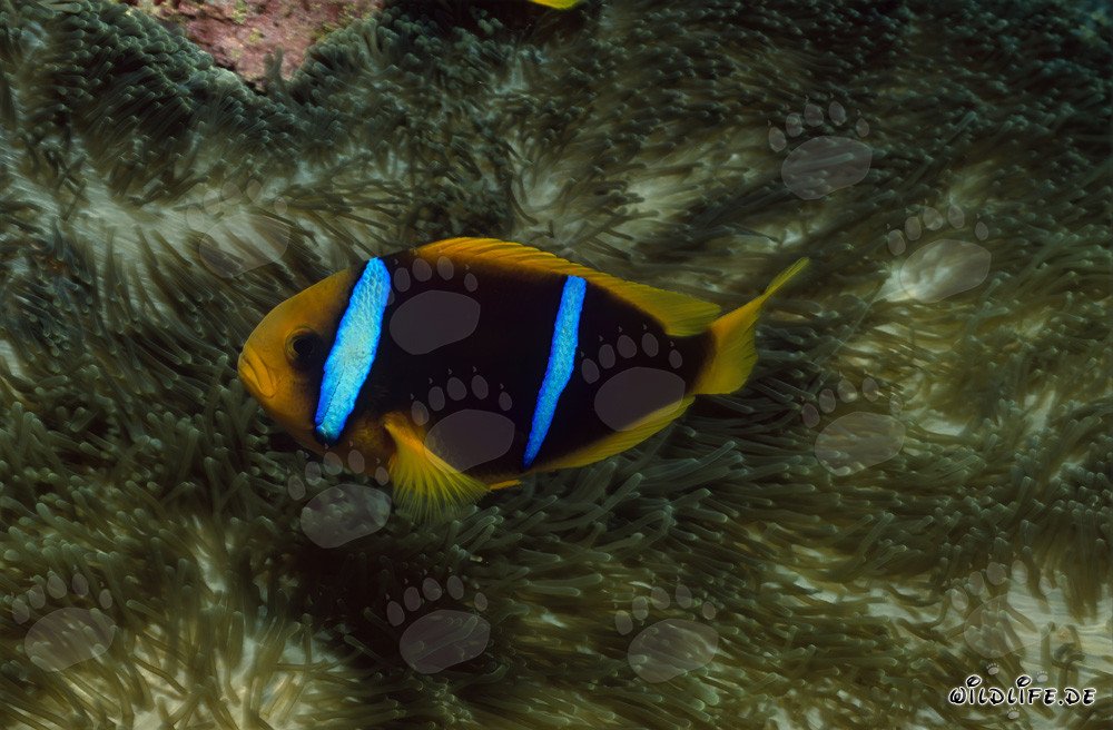 Rotmeer-Anemonenfisch