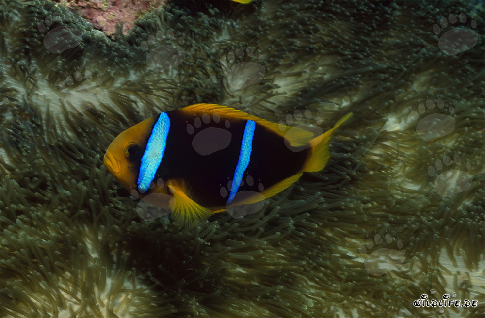 Pesce pagliaccio a pinne arancioni di fronte a un'anemone colorata nel Pacifico