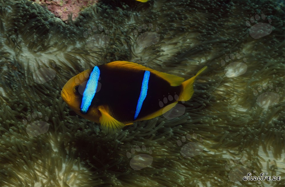 Poisson-clown à nageoires orange devant une anémone colorée dans le Pacifique