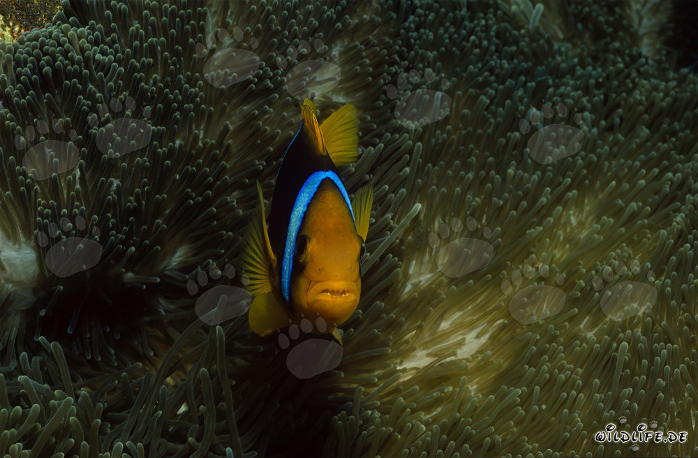 Captivating Orange-Fin Anemonefish in Close-up
