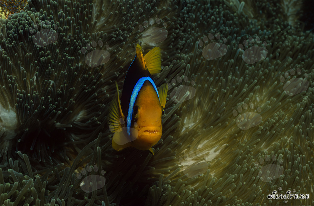 Rotmeer-Anemonenfisch