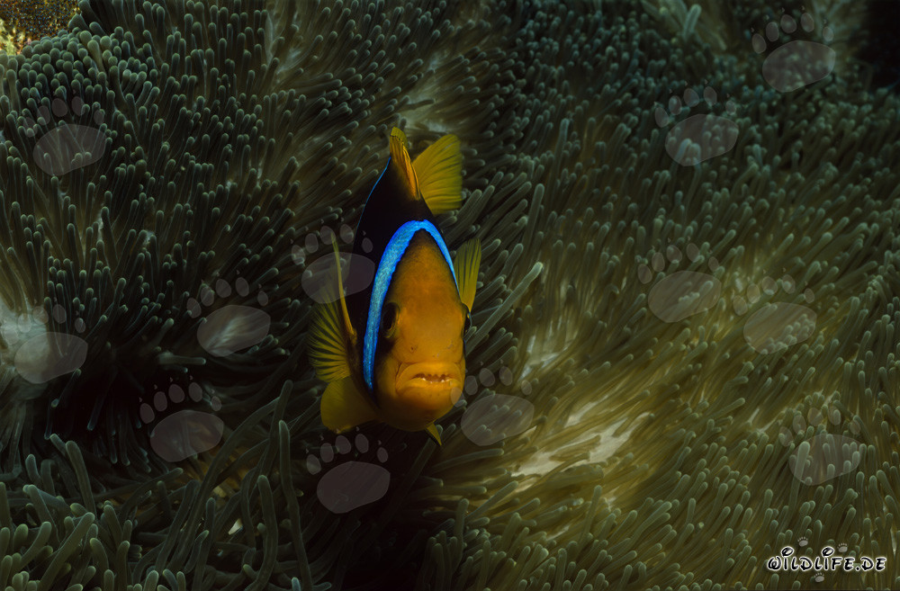 Pesce pagliaccio con pinne arancioni in primo piano