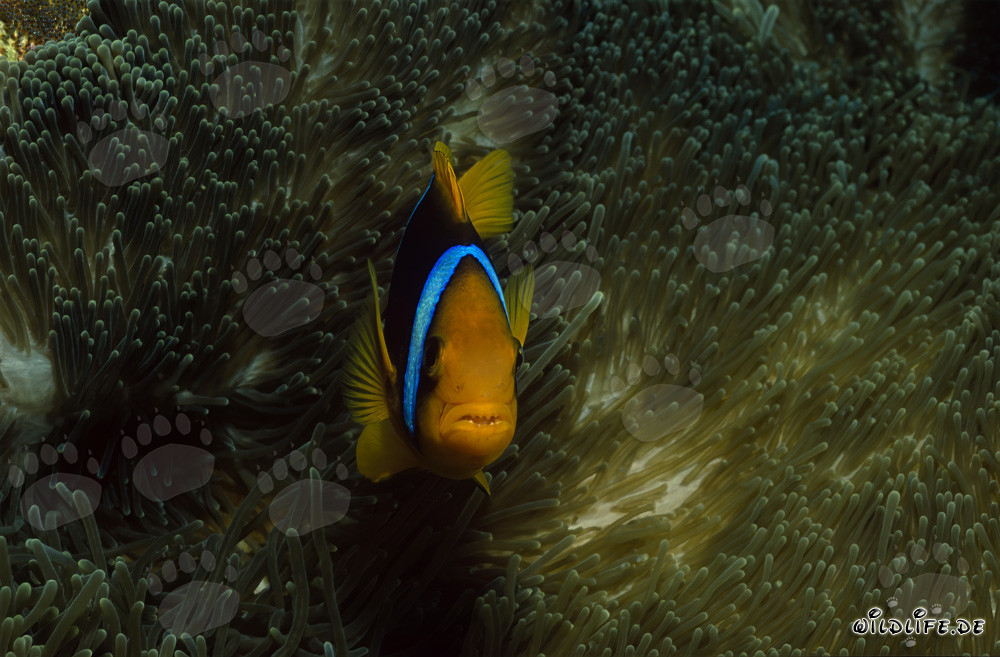 Poisson-clown à nageoires orange en gros plan