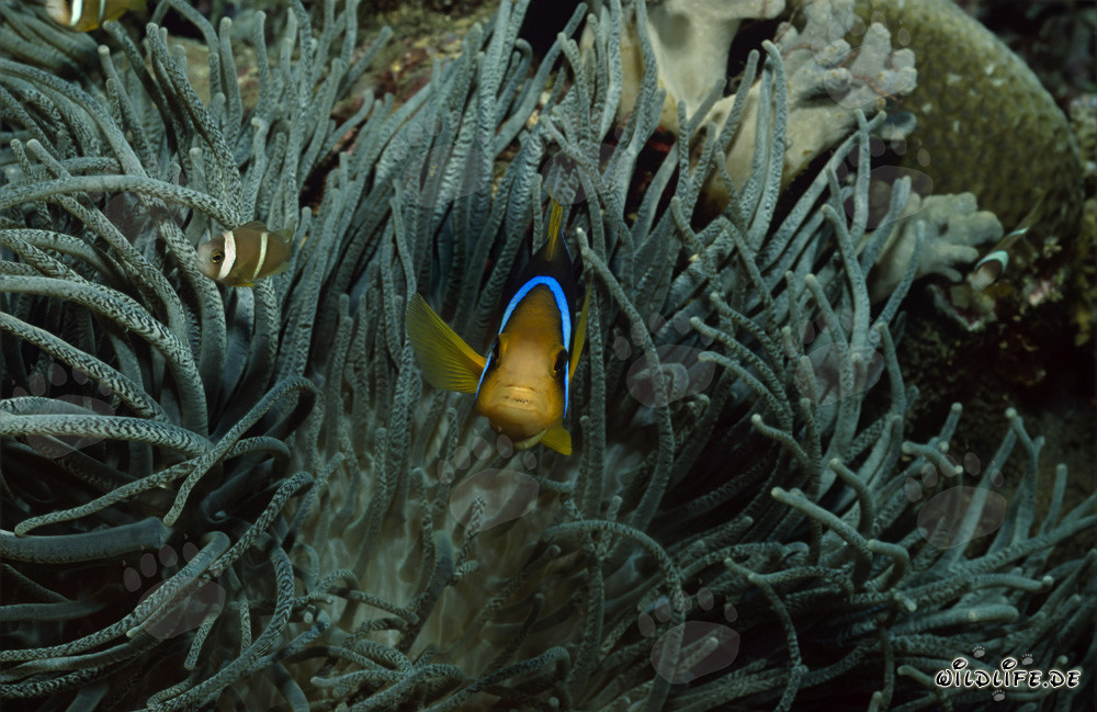 Orange-Fin Anemonefish emerging from its anemone