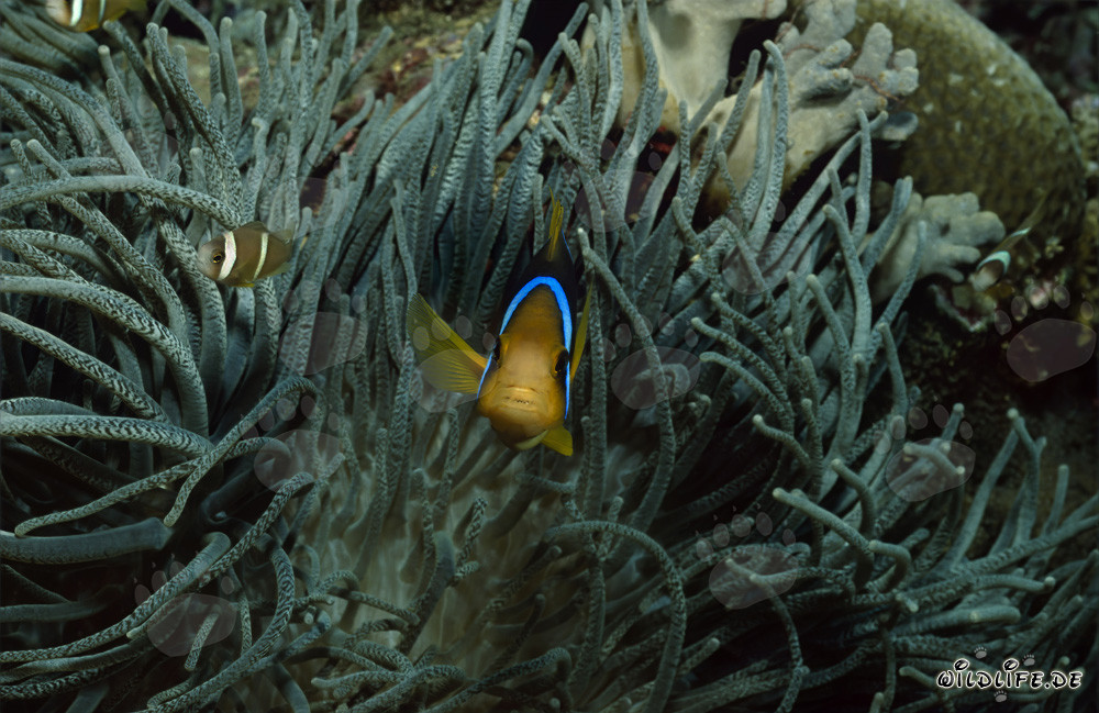 Rotmeer-Anemonenfisch