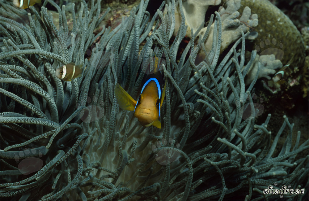Pesce pagliaccio dalle pinne arancioni emerge dalla sua anemone