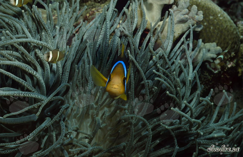 Poisson-clown à nageoires orange émerge de son anémone