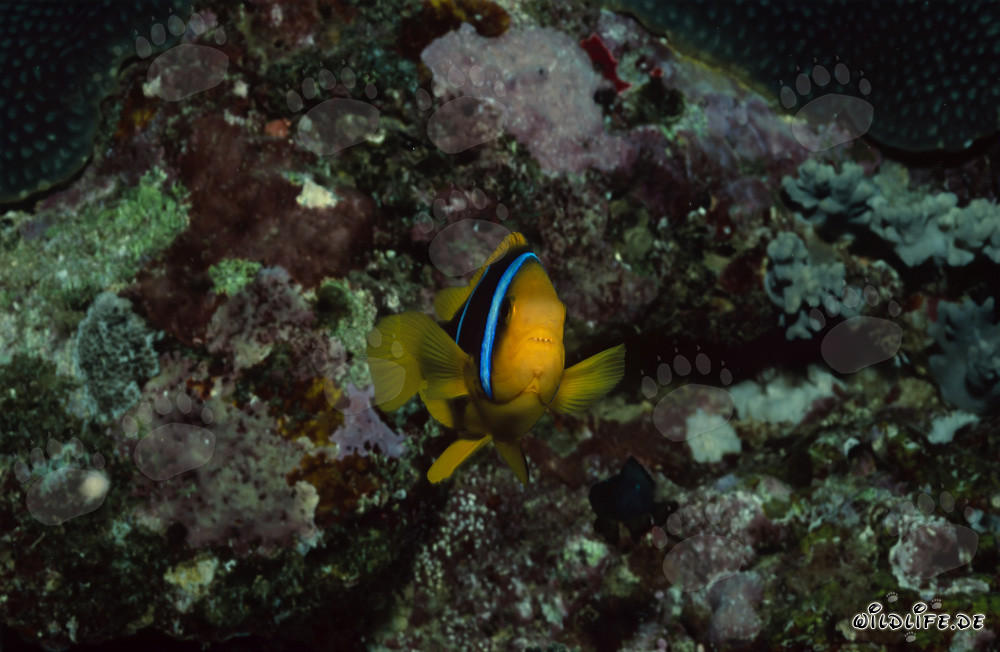 Orange-Fin Anemonefish swimming in front of colorful coral reef