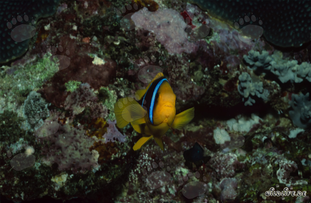 Rotmeer-Anemonenfisch