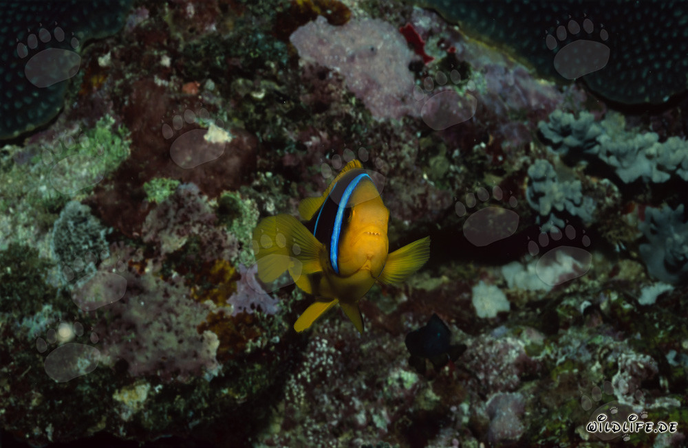 Pesce pagliaccio a pinne arancioni nuota davanti a un colorato reef di corallo