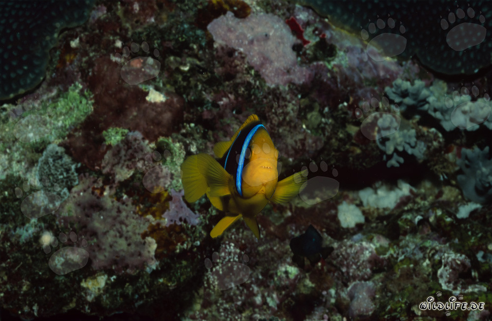Pez payaso de aletas anaranjadas nada frente a un arrecife de coral colorido