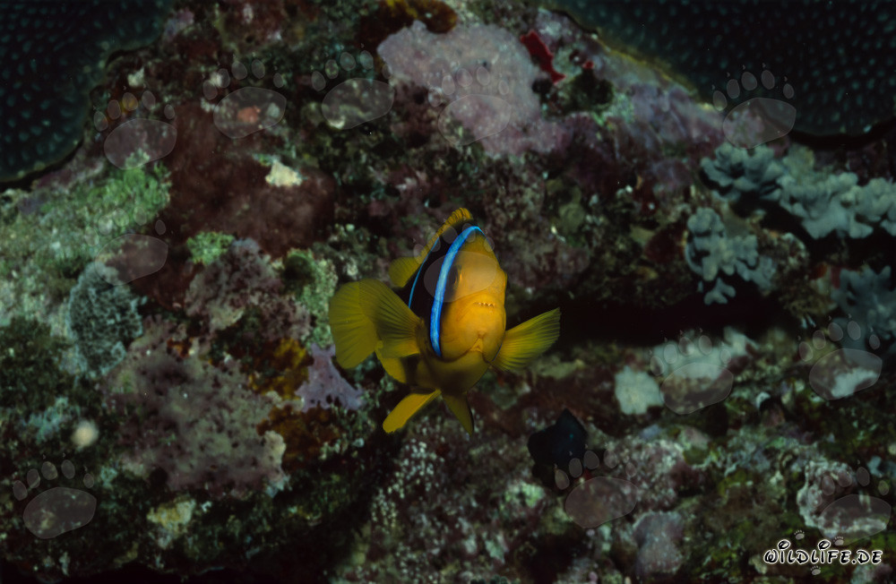 Poisson-clown à nageoires oranges nage devant un récif corallien coloré