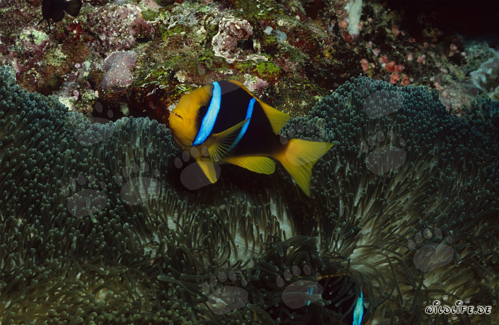 Vibrant Orange-Fin Anemonefish in its Natural Habitat