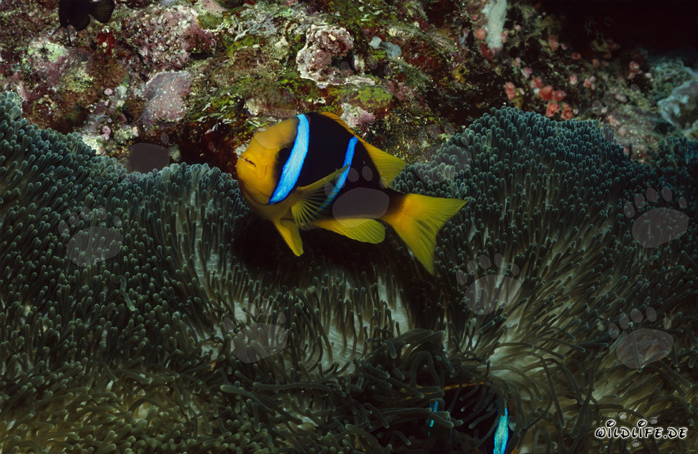 Rotmeer-Anemonenfisch