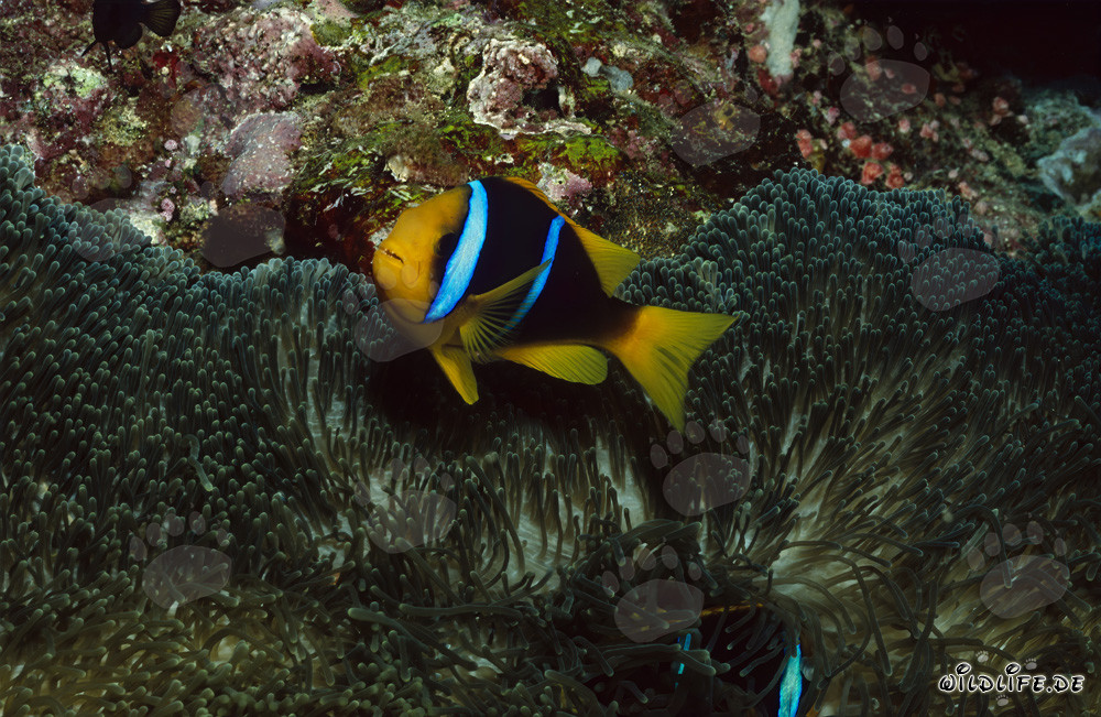 Pesce pagliaccio dalle pinne arancioni vivace nel suo ambiente naturale