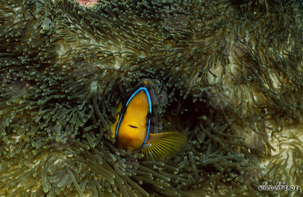 Orange-Fin Anemonefish in Beqa Lagoon, Vitu Levu, Fiji