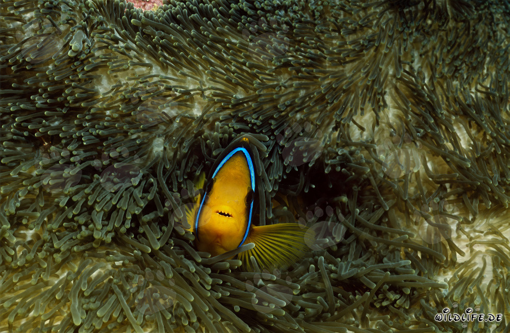 Rotmeer-Anemonenfisch